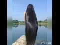 شعر اسود طويل جميل شعر اسود طويل جميل