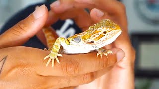 Rhino got a Bearded Dragon!