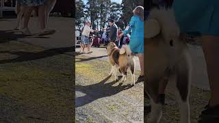 Best in Dog Show Julie's St Bernard Tasmania 5th Aug 23