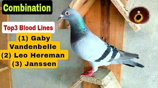 Top 3 Blood Lines Combination, Gaby, Leo Hereman and Janssen | Racing Pigeons