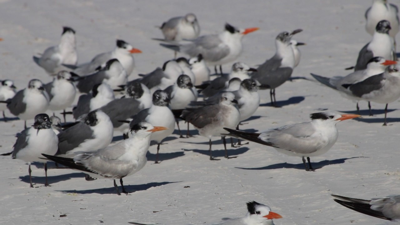 Royal Terns and Sandwich Terns and other birds birds chirping
