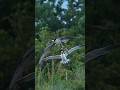 Crazy bird tries to steal an osprey’s redfish. #bird #wildlife #eagle