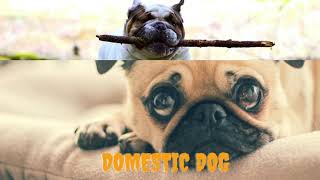 9 Dog Bark Sound Variations In 79 Seconds Effect.