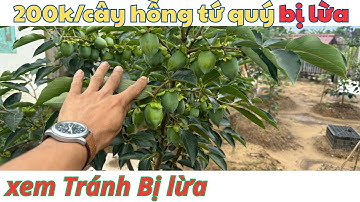 Hồng Tứ Quý Cách Phân Biệt Cây Giống Chuẩn 100% - Cây Trồng Vũ Tiến