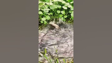 Câu cá nông thôn châu Á tuyệt vời 🐟 Kỹ thuật câu cá tốt nhất 🐟 #shorts