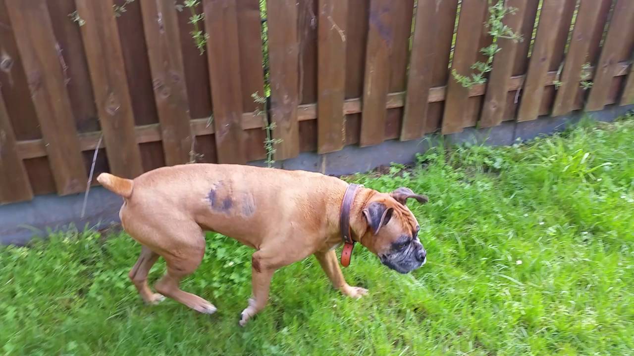 Tierheim Stuttgart Hund Max YouTube