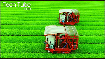Amazing Green Tea Cultivation  | Green Tea Harvest and Processing