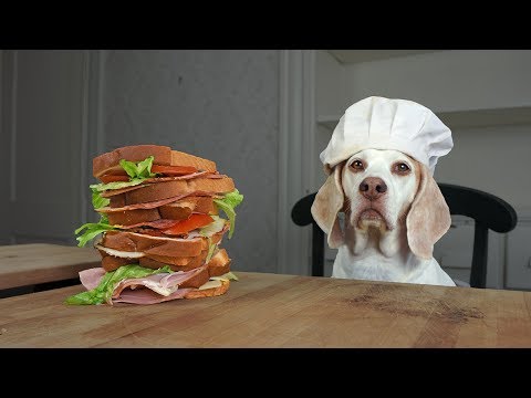 dog-makes-sandwiches-&-cinnamon-rolls:-funny-dog-maymo