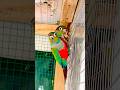 Crimson Bellied Conure Breeding Pair - Most Beautiful Parrots