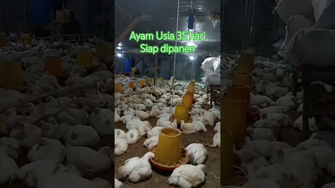 готовы к сбору урожая 