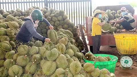 Kết nối tiêu thụ nông sản cho Tây Nguyên