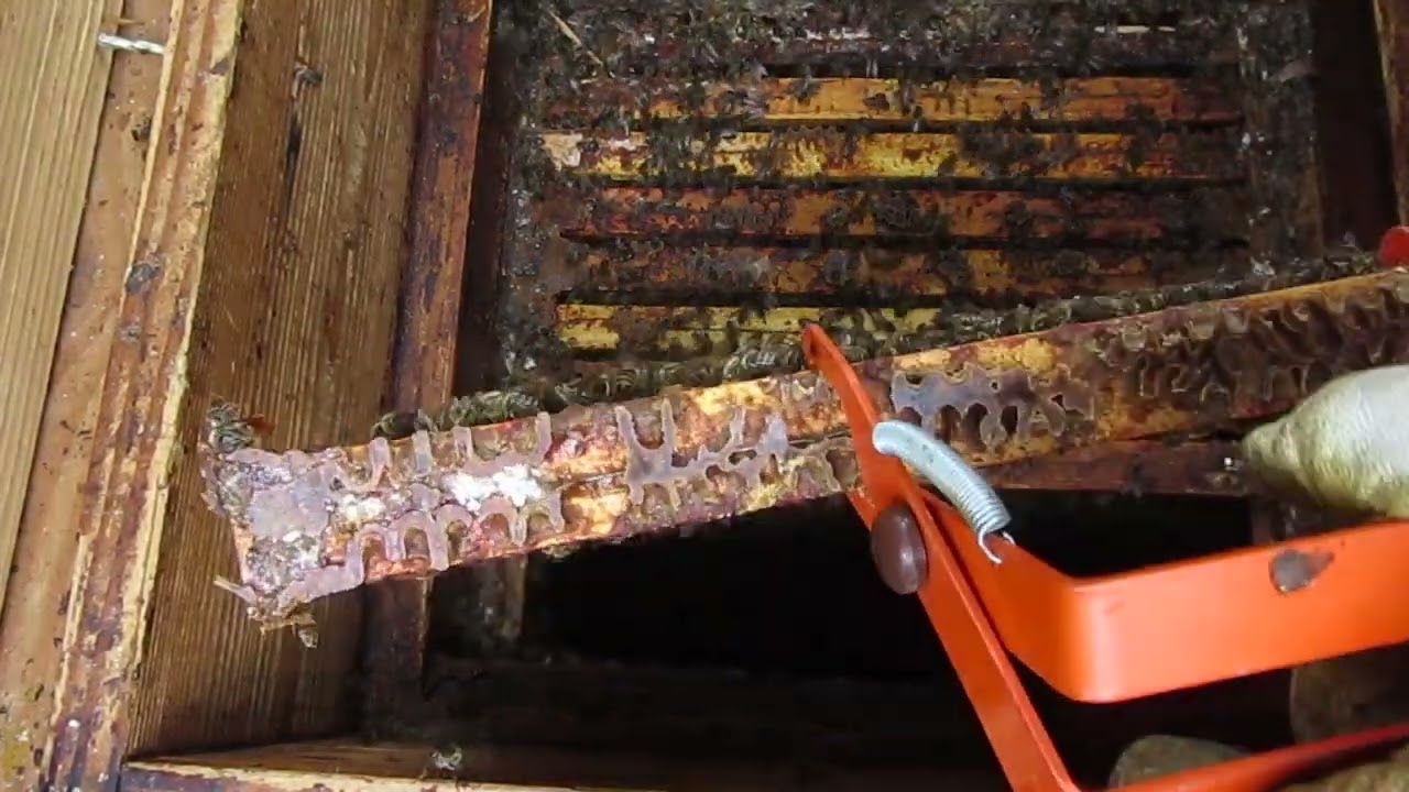 Dlaczego krótka komórka przeciw warrozie nie zadziałała po 4 latach stosowania link pod nagraniem.