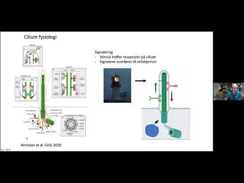 Ciliopatier - sykdom som skyldes feil i ciliene  -  Petter Strømme