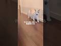 休日を猫に捧げる看護師の1日