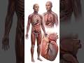What Happens Inside Your Body During a Heart Attack 🫀#heartattack #heartandstroke #heartawareness