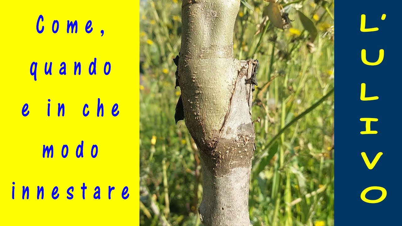 Innesto dell'ulivo a corona. Come e quando innestare l'olivo (Olea europea) e scegliere le marze