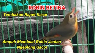 Suara Burung Robin Betina Memanggil Jantan // Tembakannya Bagus Buat Masteran Burung Lomba