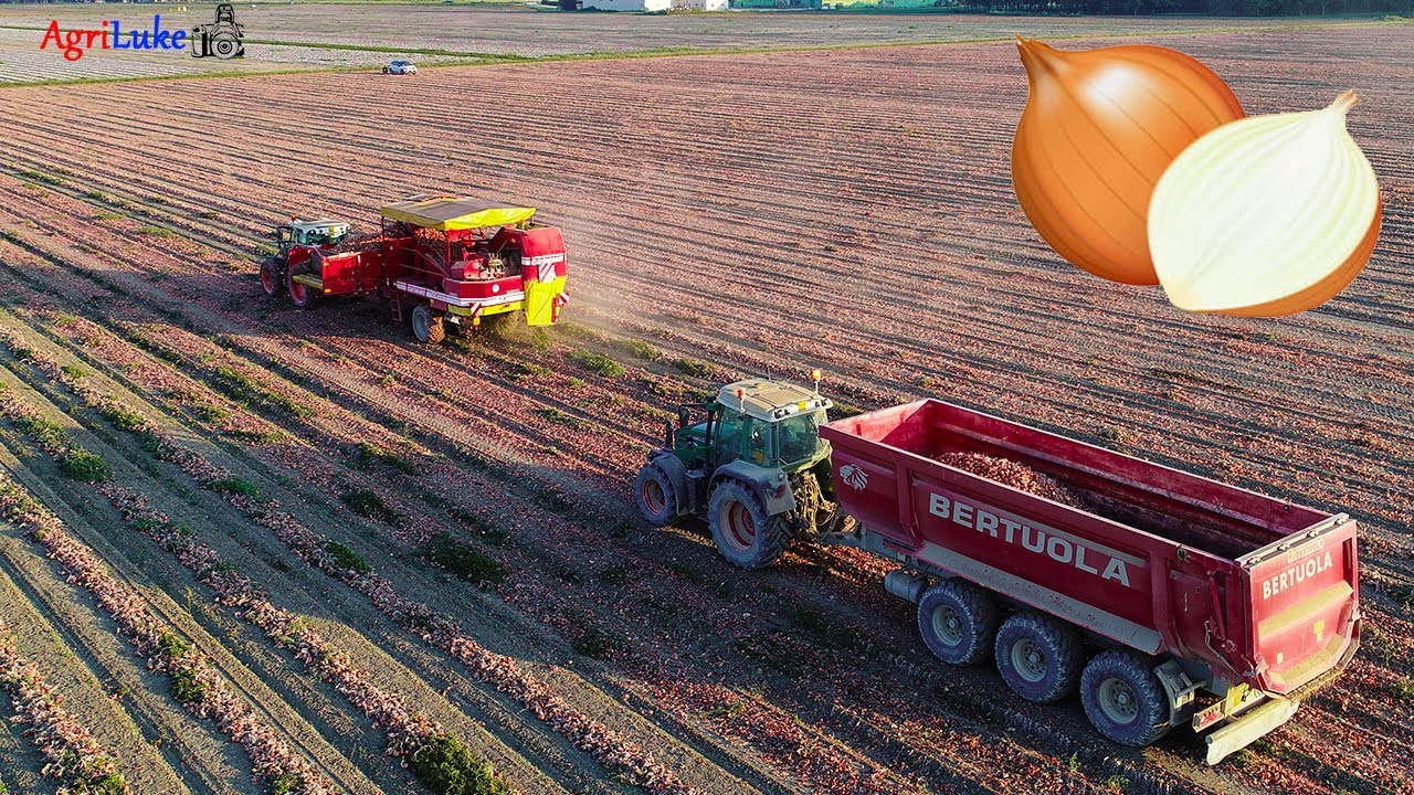 Raccolta Cipolle | Fendt | Grimme SE 85-55 | ITRunner | Bertuola