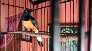 Download lagu Pancingan murai palangka