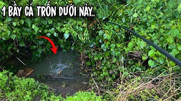 Tập 191 - Câu Cá Sông Trúng Ổ Cá Này Ngồi 1 Chỗ Giật Đã Tay Luôn