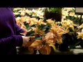 Poinsettias:  More Than Red