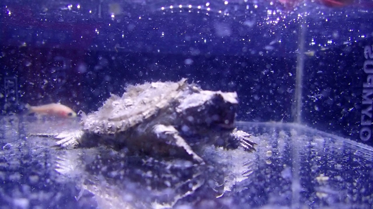 camera iphone 8 plus apk 2018/12/15 中美擬鱷龜食飼料 common snapping turtle