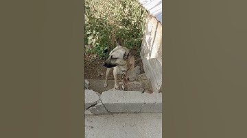 украли... 🤨 купили... #animation #memes #музыка #garrysmod #gmod #пародия #meme #гмод