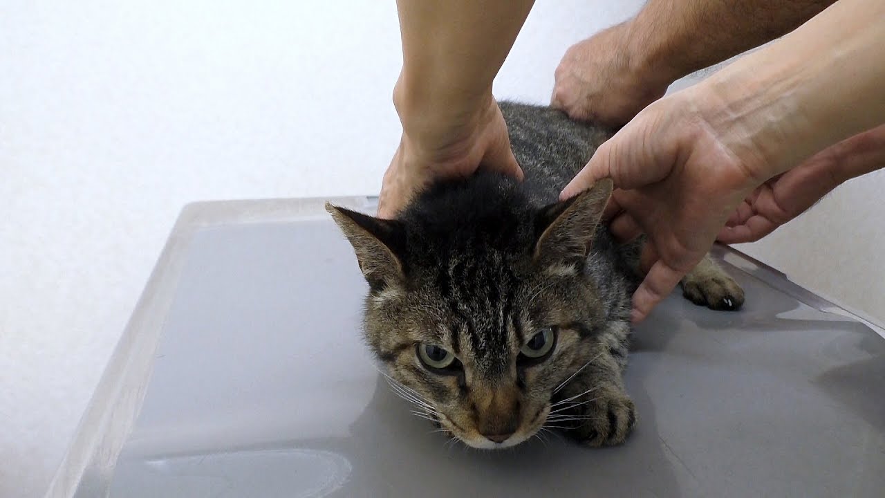 地域猫】体温39.8°の高熱u203c早めの対応ができてラッキーだった団子隊員 