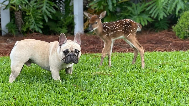 Winston Frenchie meets baby deer