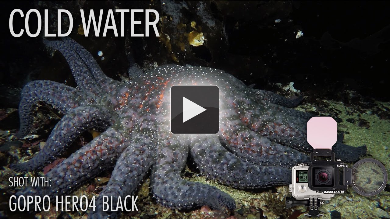 Cold Water Diving with the GoPro Hero4 Black & Flip Filters