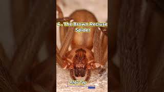 Top 10 DEADLIEST SPIDERS in the World l Rhbr Top 10's #viral #shorts