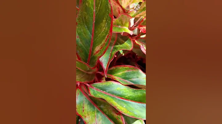 #My Aglaonema Collection#