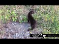 Güiña (Leopardus guigna) Asechando un Chirihue en un un pequeño bosque de Rupanco