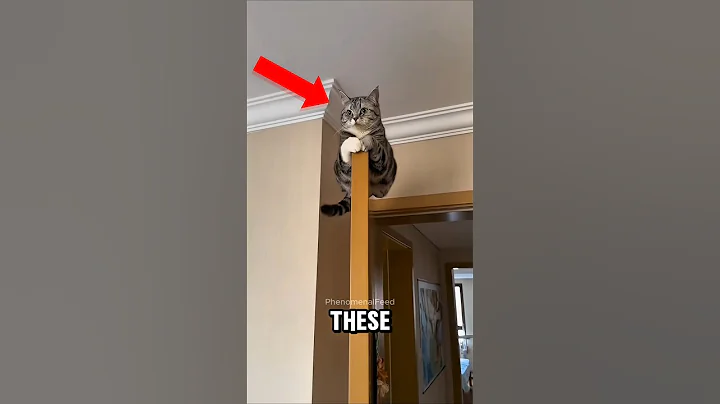 Watch the video about Top 5 Cutest Cat Breeds in the World – #1 Will Melt Your Heart! 🤗