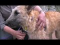 Walking harness for dog training Walking harness for dog training