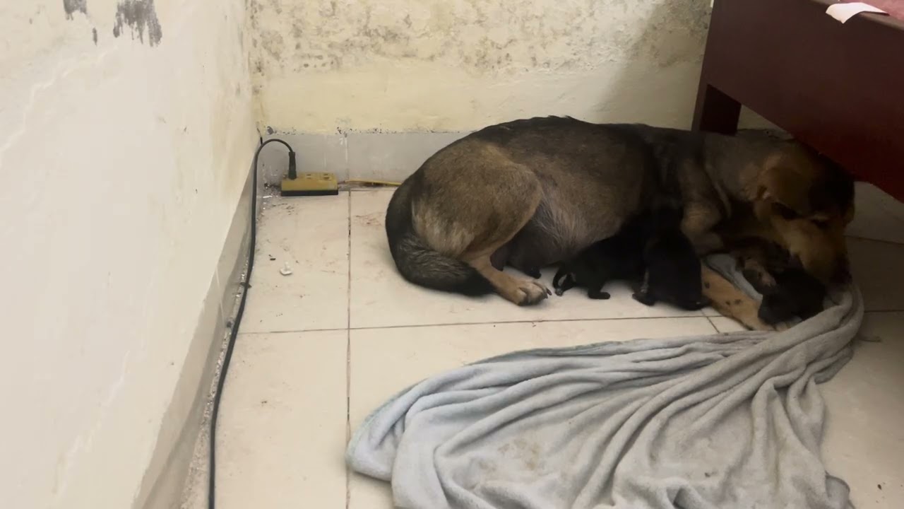 Close-Up Moment: The 4th Puppy Is Born 🐶❤️ | A Beautiful New Life