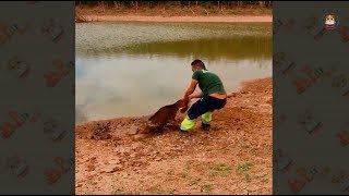 Animal Rescued Compillation 2018 # 1   Recover Faith in Humanity by Pet's world 639 views 6 years ago 15 minutes