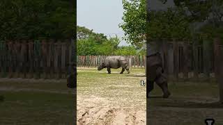 🐅 Zoo Explore | Amazing Wild Animals 🦁 | Mini Vlog #shorts