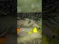 Neon Fishes #shorts #fishes #neon #fishtank #fish #fishvideo