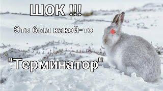#Охота на зайца-русака. "Вот это номер" !!!