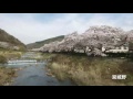 宮城野の桜