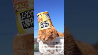 おむすび屋さんのまかないスープ ごま味噌豆乳 260314 #のせ猫  #cat  #cute  #kitty  #ねこ  #猫のいる暮らし  #kitten  #ネコ  #cutecat