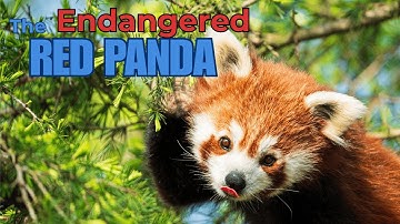 Why Red Pandas Are More Interesting Than You Think