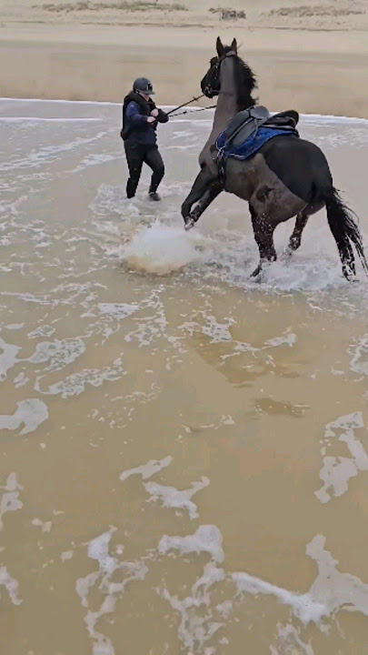 On voulait juste se baigner avec les chevaux 😅Extrait vlog youtube ✨️ #plage #chute #cheval