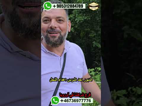 عش الدبابير هجوم الدبور الشرس عسل نحل دبور هجوم عش الدبور اوروبا المانيا غذائيات المونة