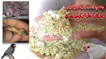 How to make softfood for Java Finch|جاوا کے بچے کیوں مرتیں ہے