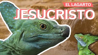 El Lagarto Jesucristo 🦎 | ¿Por qué puede caminar sobre el agua?