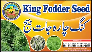 Fodder Seed | King Seeds Pakistan |