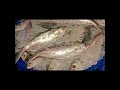 আজকের বাজারে ইলিশের দাম জানুন কত করে #fish #fishing #fishcutting #shorts