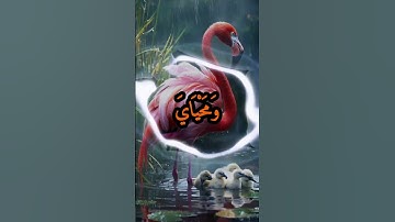 الآية 162 من سورة الأنعام